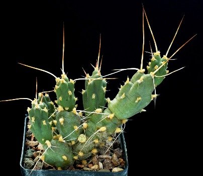 Cumulopuntia_boliviana